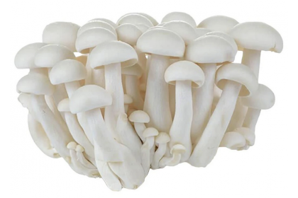 White Shimeiji Mushroom 白玉菇（VIP会员价：RM2.60）